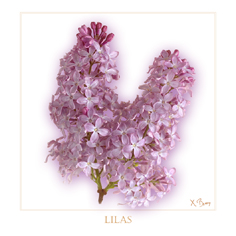 Lilas